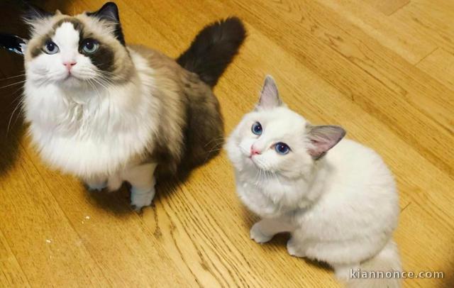 Chatons ragdoll a donner 