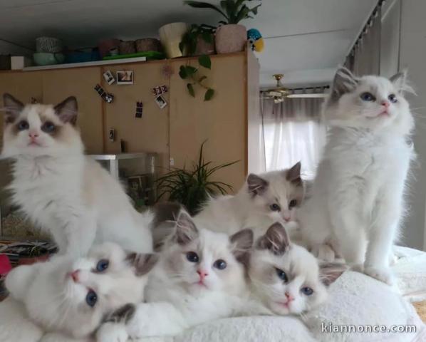 Chatons ragdoll a donner 