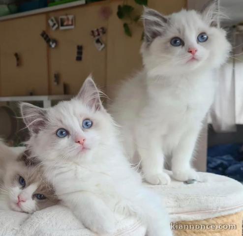 Chatons ragdoll a donner 