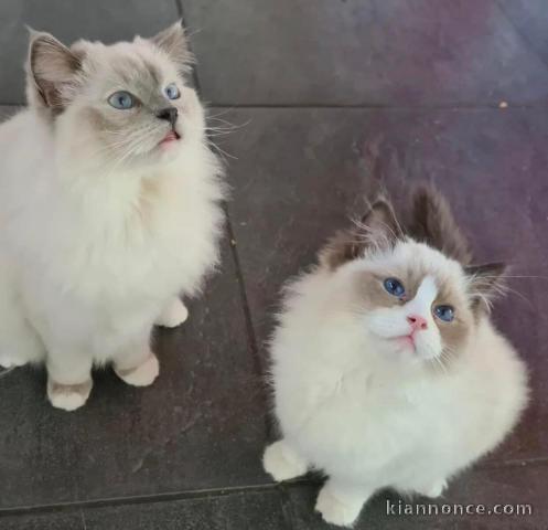 Chatons ragdoll a donner 