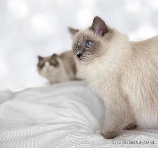 Chatons ragdoll a donner 