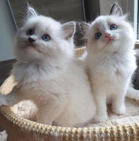 Chatons ragdoll a donner 