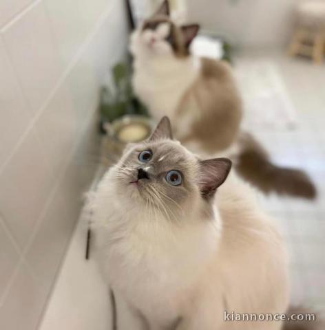 Chatons ragdoll a donner 