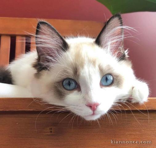 Chatons ragdoll a donner 