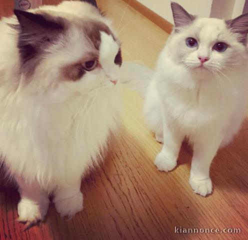 Chatons ragdoll a donner 