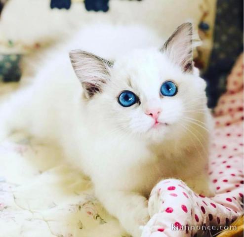 Chatons ragdoll a donner 