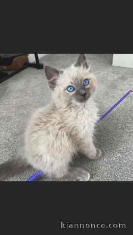 Chatons ragdoll a donner 