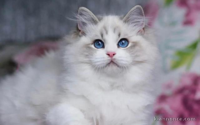 Chatons ragdoll a donner 