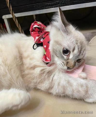 Chatons ragdoll a donner 