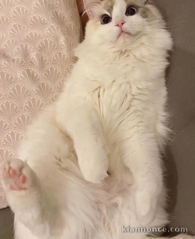 Chatons ragdoll a donner 