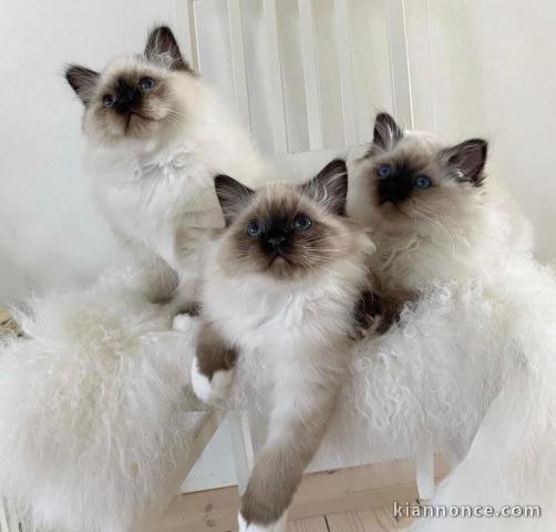 Chatons ragdoll a donner 