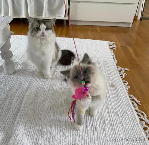 Chatons ragdoll a donner 