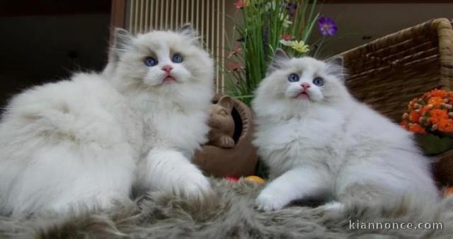 Chatons ragdoll a donner 