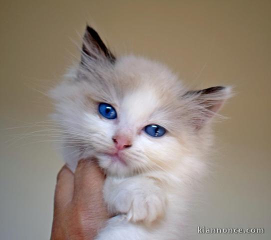 Chatons ragdoll a donner 