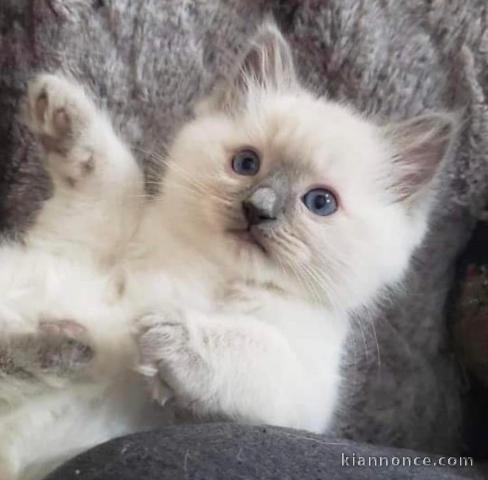 Chatons ragdoll a donner 