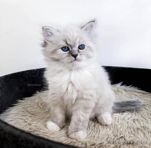 Chatons ragdoll a donner 