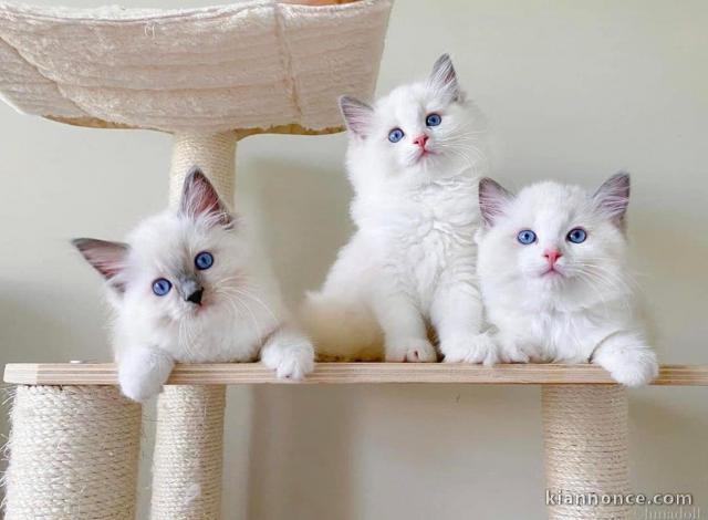 Chatons ragdoll a donner 