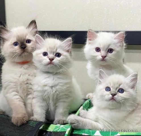 Chatons ragdoll a donner 