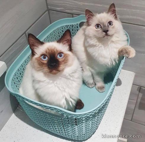 Chatons ragdoll a donner 