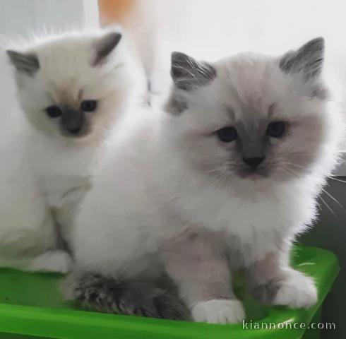 Chatons ragdoll a donner 