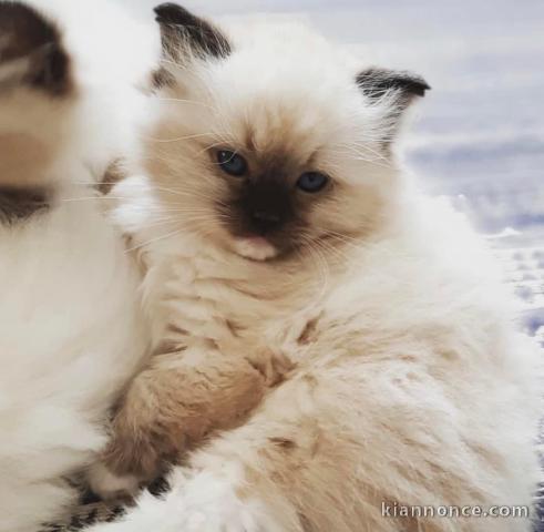 Chatons ragdoll a donner 