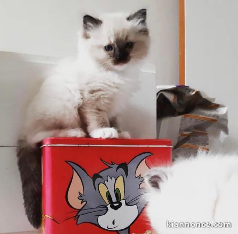 Chatons ragdoll a donner 