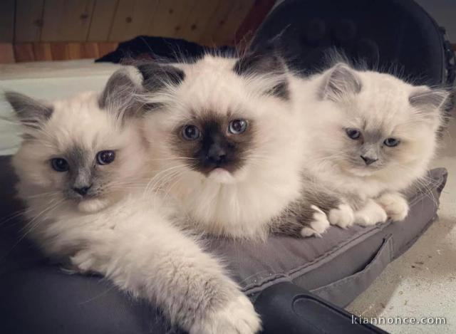 Chatons ragdoll a donner 