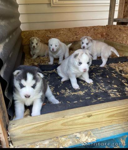 Chiots husky de siberie a vendre