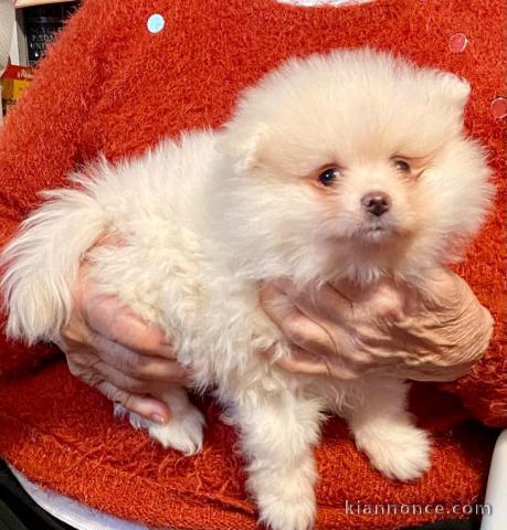 Splendide chiots spitz nain