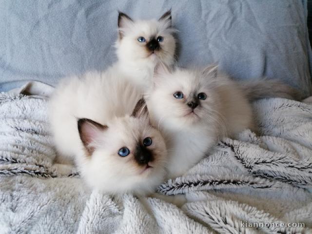 A donner Chatons sacre de birmanie