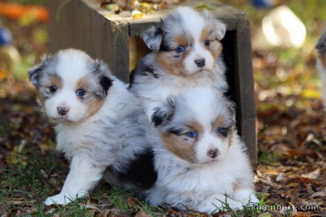 Donne deux chiots berger australien 