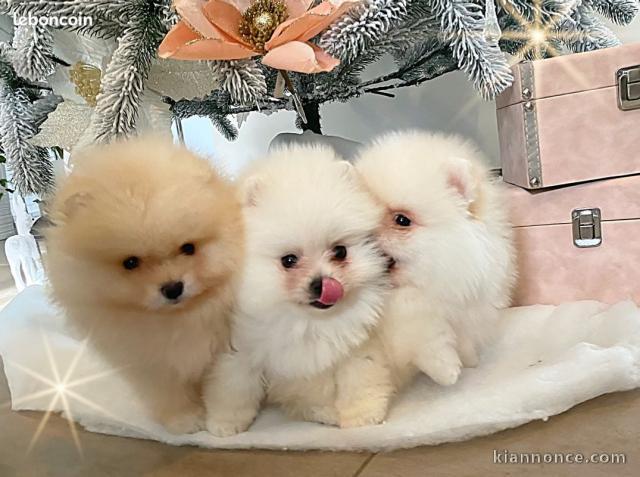 Splendide chiots spitz nain