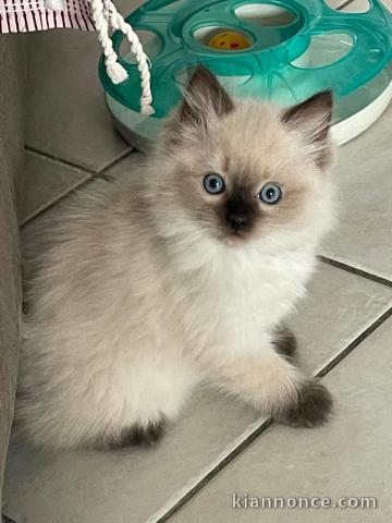 Chaton Ragdoll à donner