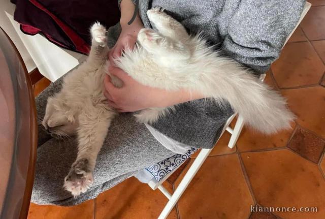 Chatons ragdoll a donner 