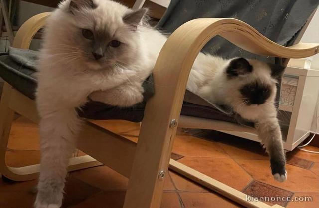 Chatons ragdoll a donner 