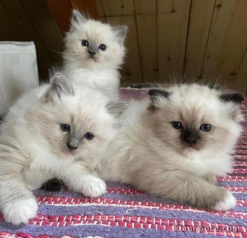 Chatons ragdoll a donner 