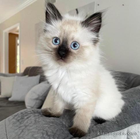 Chatons ragdoll a donner