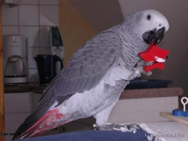 Perroquet gris du Gabon