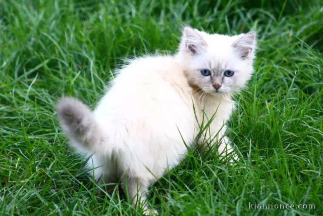 Chaton a donner ragdoll