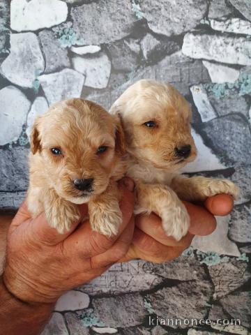 Labradoodle chiots à vendre