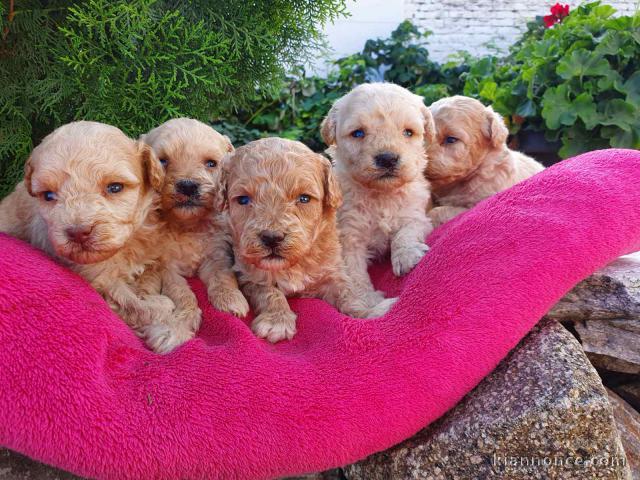 Maltipoo chiots à vendre