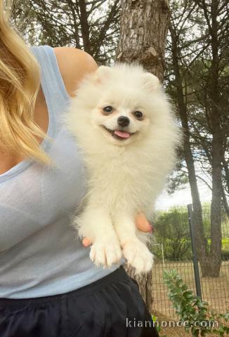 2 Chiots spitz nain Poméranian lof