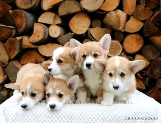 Corgi gallois chiots à vendre