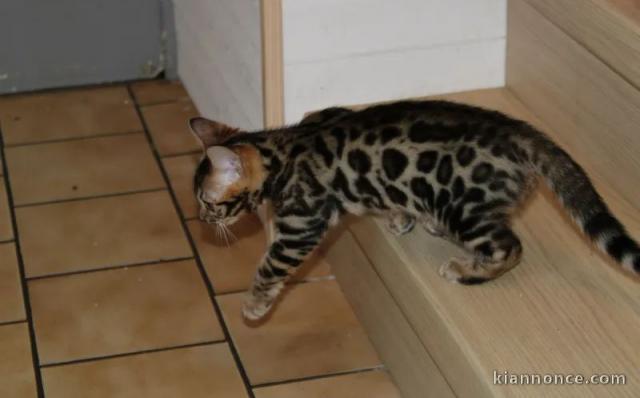 Splendide chatons Bengal LOOF