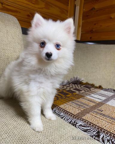 2 Chiots spitz nain Poméranian lof