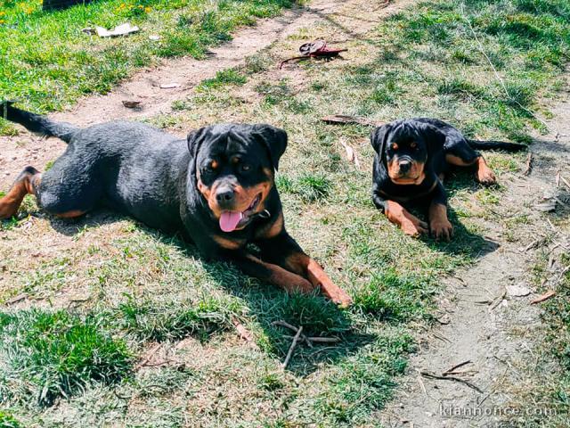 Chiots Rottweiler Pure Race