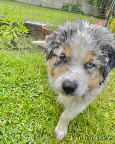 Chien à donner contre bon soin l