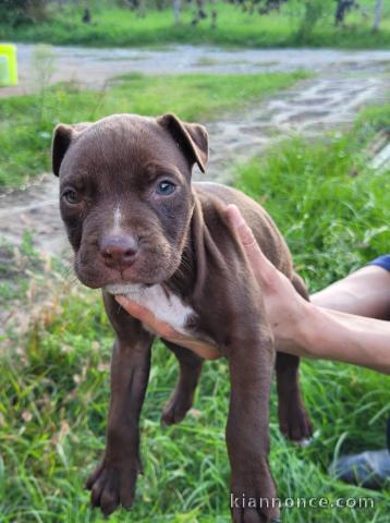 Pit Bull Terrier Américain