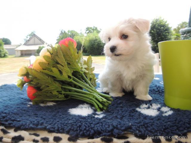 Donne chiot bichon maltais femelle