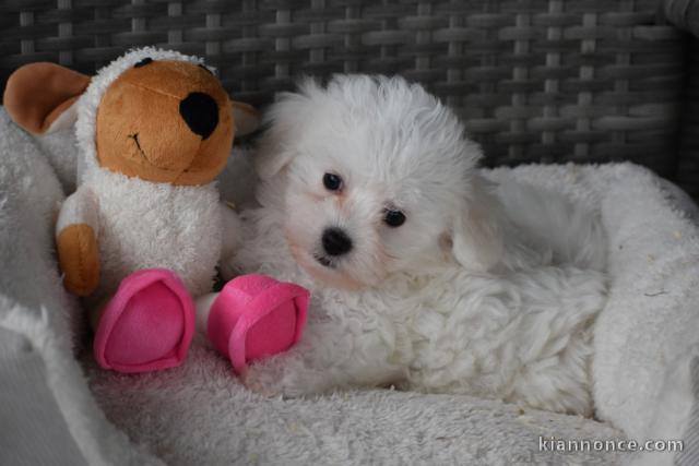 Donne chiot bichon maltais femelle